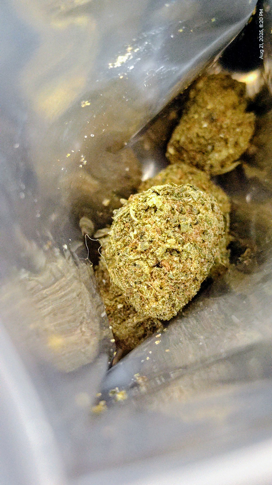 Best Value Greenhouse Flower: Affordable Fire, Grown Right (Girl Scout Cookies)