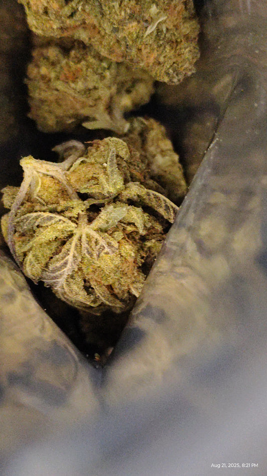 Best Value Greenhouse Flower: Affordable Fire, Grown Right (Gary Payton)